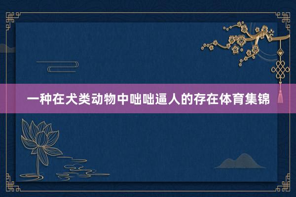 一种在犬类动物中咄咄逼人的存在体育集锦